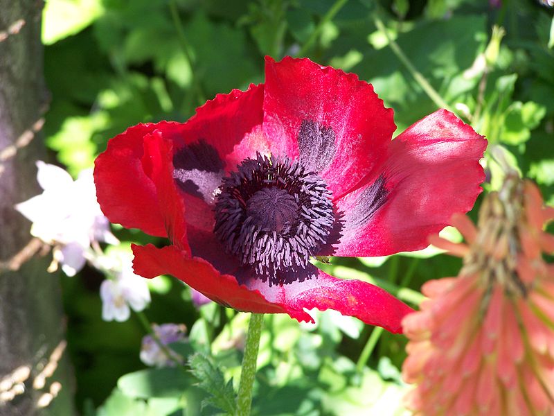 File:Papaver bracteatum im Botanischen Garten Erlangen.JPG