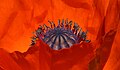 * Nomination Papaver rhoeas. Capsule and stamens --Ввласенко 21:27, 15 January 2024 (UTC) * Decline I don't how to evaluate this kind of pictures, but are you sure anything is in focus there? --Ezarate 23:19, 15 January 2024 (UTC)  Oppose Only pistil is in focus but still overall quality is not enough, sorry. --Plozessor 05:38, 16 January 2024 (UTC)