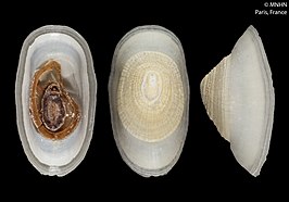 Paralepetopsis sasakii