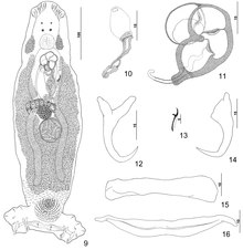 Parazit150040-fig2 Pseudorhabdosynochus yucatanensis Vidal-Martines, Aguirre-Macedo & Mendoza-Franco, 1997 - Shakllar 9-16.tif