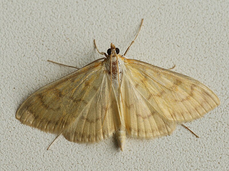 File:Paratalanta hyalinalis - Translucent pearl (25971096017).jpg