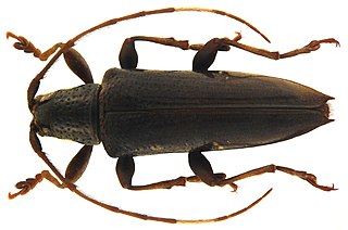 <i>Parepilysta</i> Genus of beetles