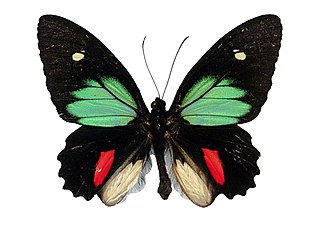 <i>Parides childrenae</i> Species of butterfly