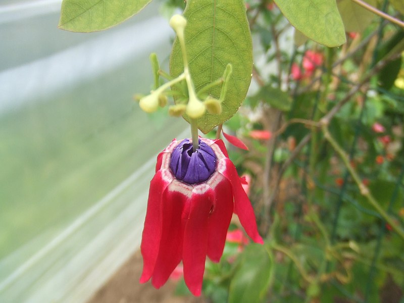 File:Passiflora edmundoi1.jpg