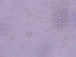 <span class="mw-page-title-main">PC12 cell line</span>