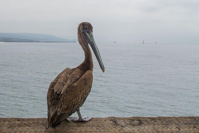 File:Pelican on Balboa Pier.jpg