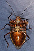 Pentatoma rufipes-ub.jpg