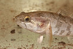 The head of the Chinese sleeper Perccottus glenii - head.jpg