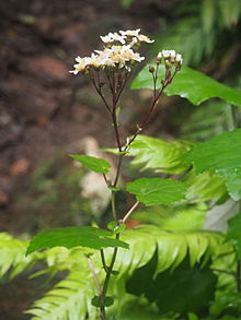 Pericallis apendiculata 01.JPG