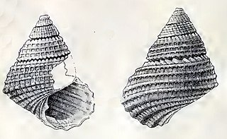 <i>Clypeostoma cancellatum</i> Species of gastropod