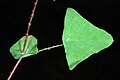 Треугольный лист и растуб
