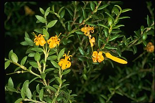 <i>Persoonia oxycoccoides</i> Species of flowering plant