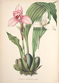 plate 39 Lycaste skinneri Lycaste virginalis