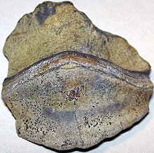 Petalodus ohioensis (fossil shark tooth) (Skelley Member; Noble County, Ohio) Petalodus ohioensis (fossil shark tooth) (Skelley Member, Upper Pennsylvanian; Noble County, Ohio, USA).jpg