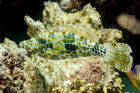 Scrawled filefish (Aluterus scriptus), Red Sea, Egypt