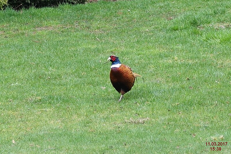 File:Pheasant (WGP) (33244717922).jpg