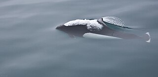 Dalls porpoise Species of porpoise endemic to the North Pacific