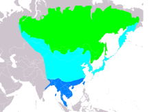 Rozšíření druhu budníček pruhohlavý