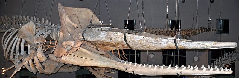 File:Physeter macrocephalus (sperm whale) (Wrightsville Beach, North Carolina, USA) 9 (31232078701).jpg