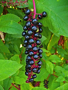 Phytolacca americana Ripe infrutescence, black berries