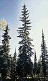 Kalninė arba Engelmano eglė (Picea engelmannii)
