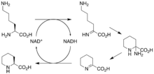 Figure 4: Proposed mechanism of lysine cyclodeaminase conversion of L-lysine to L-pipecolic acid Picolinic acid biosynthesis.png