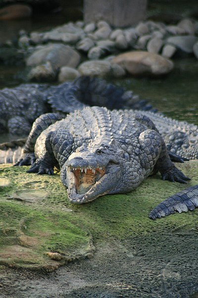 File:Pierrelatte Crocodile du Nil 03.jpg