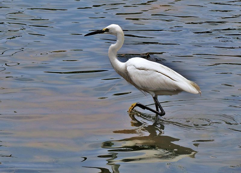 File:PikiWiki Israel 44943 Wildlife and Plants of Israel.JPG