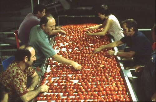מיון עגבניות בבית החרושת של גן שמואל בשנת 1981