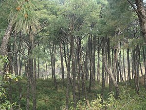 Pine trees from Dharamshala.JPG