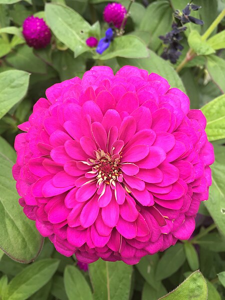 File:Pink Flower with Leaves Around It.jpg