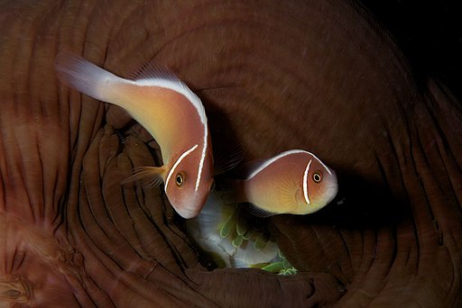 Pink Skunk Clownfish, Komodo