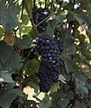 Pinot Meunier, a black grape widely used for white or rosé champagne.