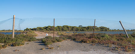 Pinus forests, Lido de Thau, Hérault 01.jpg