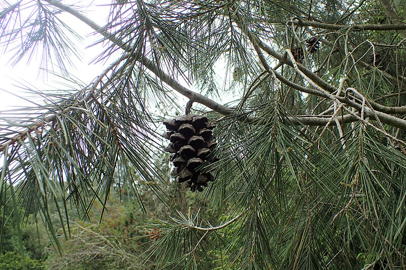 File:Pinus pinceana kz03.jpg