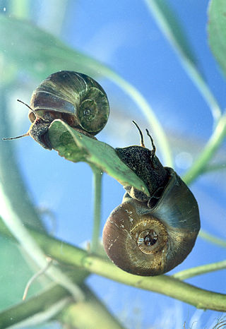 <i>Planorbella trivolvis</i> Species of gastropod