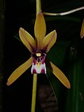 Plant Orchid Cymbidium finlaysonium P1110626 01.jpg