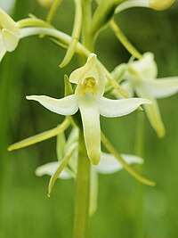 Twobleederge Wooldhyazinthe (Platanthera bifolia)