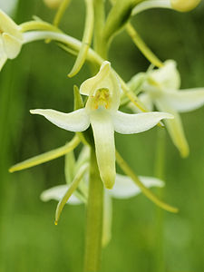 Platanthera bifolia (Lesser Butterfly-orchid)