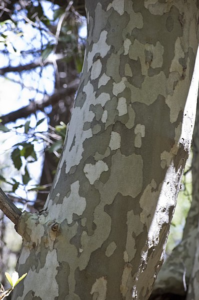 File:Platanus wrightii bark.jpg