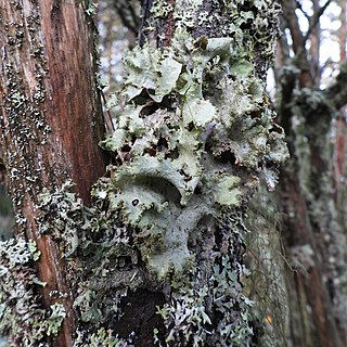 <i>Platismatia glauca</i> Species of lichen