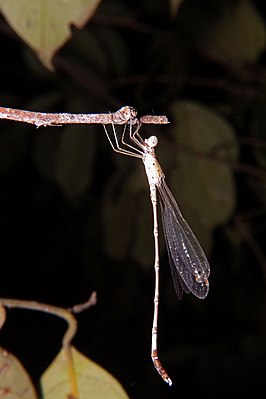 Platylestes platystylus