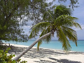 Une plage de l'île de Grand Caïman.