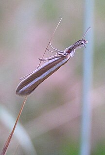 <i>Pleurota aristella</i> Species of moth