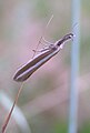 Pleurota aristella (Oecophoridae) asleep on a weed