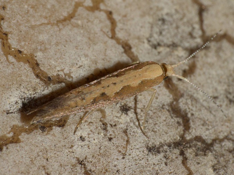 File:Plutella xylostella 97330799.jpg