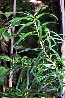 <i>Podocarpus spinulosus</i> Species of conifer