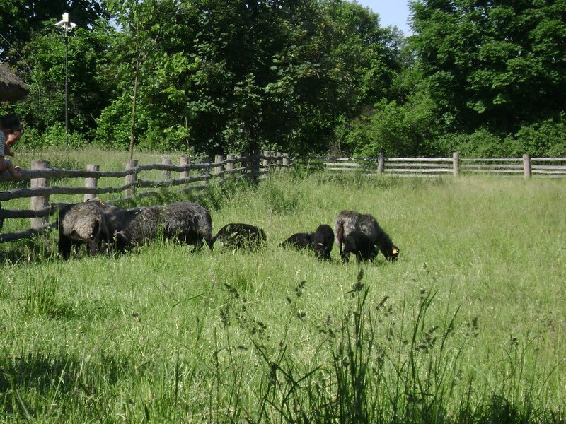 File:Poland. Sierpc. Open air museum, (Skansen) 047.jpg