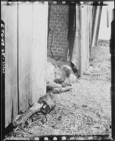 Political prisoners of the Nazis who met their deaths at the hands of SS troops who set the barn afire. This group... - NARA - 531268.tif