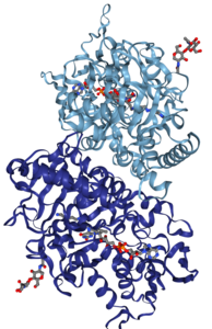 Structure of Zea mays (corn) PAO complexed with an inhibitor and crystallized as a dimer[5]